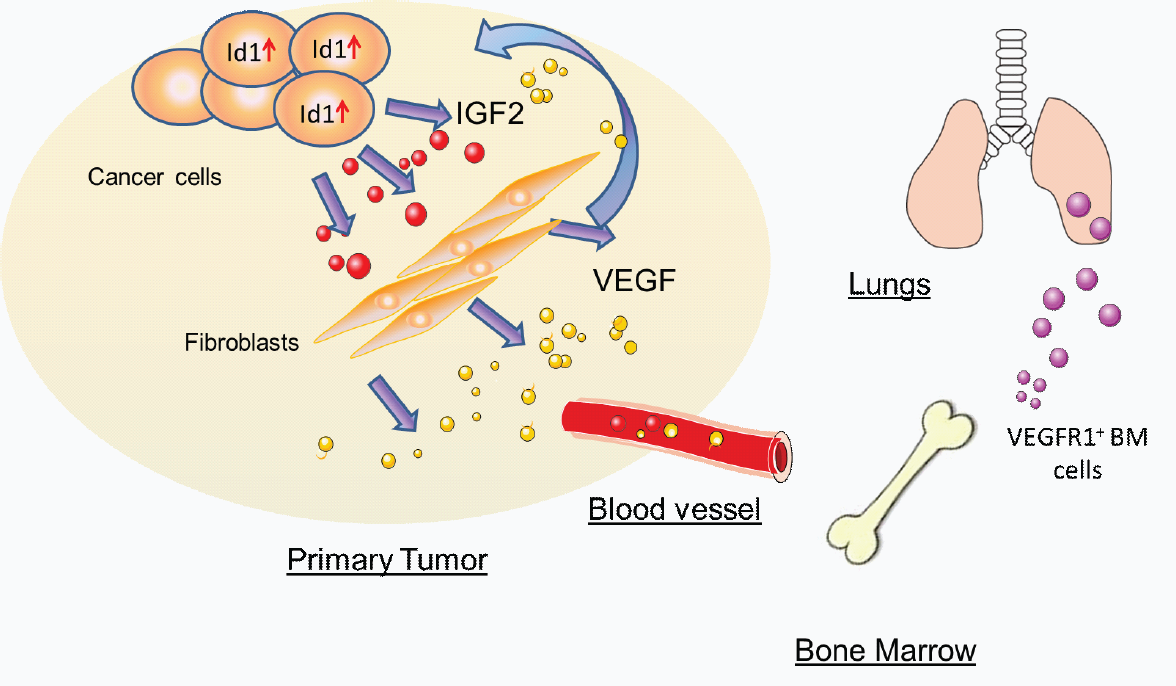 何庆瑜、李斌课题组在《Nature Communications》和《Oncogene》发表肿瘤转移与微环境重要成果